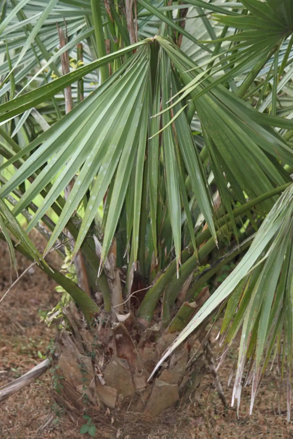Haematococcus Ingredient